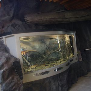 Large Kokopu Tank - Tongariro National Trout Centre