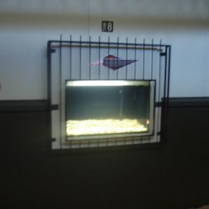 Gambusia Tank - Tongariro National Trout Centre