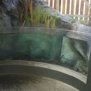 Koaro and Kakahi Tank - Tongariro National Trout Centre