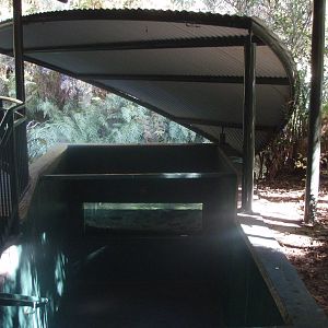 Trout Underwater Viewing - Tongariro National Trout Centre