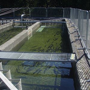 Trout Rearing Pond - Tongariro National Trout Centre