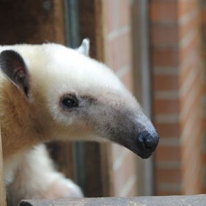 Tamandua