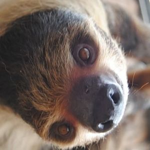 Two-toed-sloth