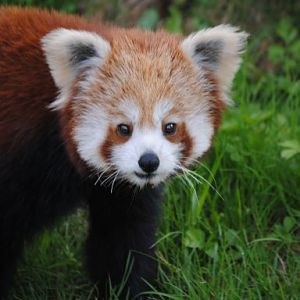 Red Panda
