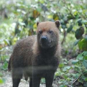Bush dog