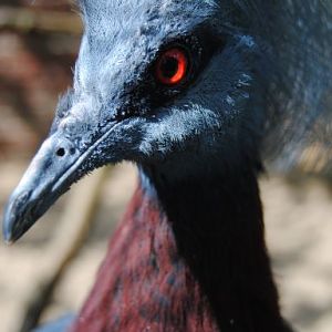 Southern crowned dove