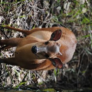 Red duiker