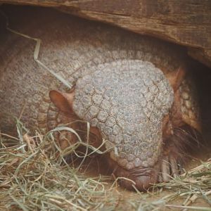 Armadillo