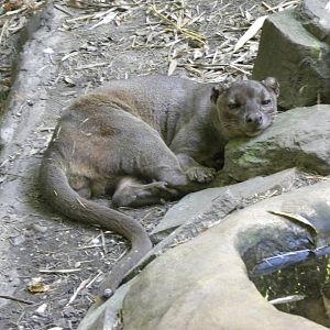 Fosa