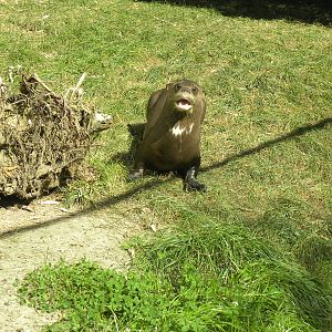 Giant Otter