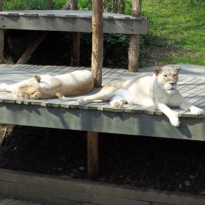 White Lions