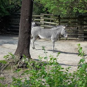 Grevy's Zebra