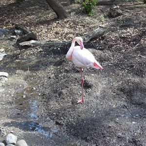 Greater Flamingo
