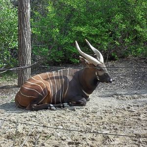 Male Eastern Bongo