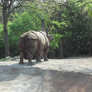 Nikki the Indian Rhinoceros