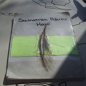 Sumatran Rhinoceros Hair