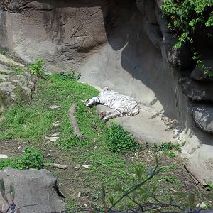 White Tiger