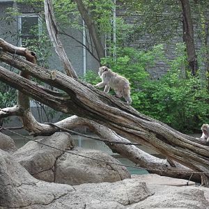 Japanese Macaque on the Move
