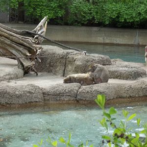 Grooming Japanese Macaques