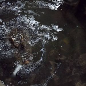 Chinese Alligator Feeding