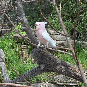 Major Mitchell's Cockatoo