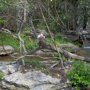Major Mitchell's Cockatoo Island