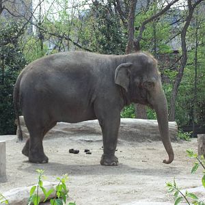 Asian Elephant