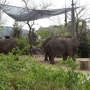 Asian Elephants