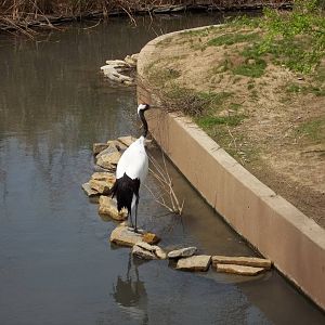 Red-Crowned Crane
