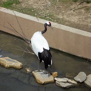 Red-Crowned Crane