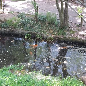 Koi Pond