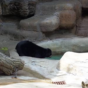 Going In For A Swim!