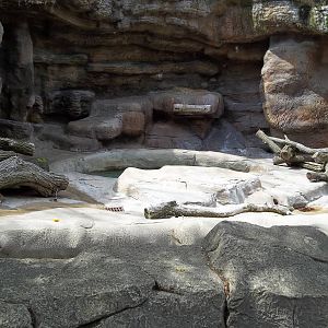 Updates to the Spectacled Bear Grotto