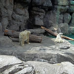Polar Bears