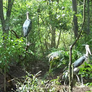 Lesser Adjutant Aviary