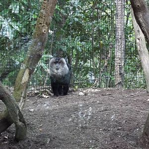 Lion-Tailed Macaque