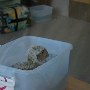 kakapo chick (Strigops habroptilus)
