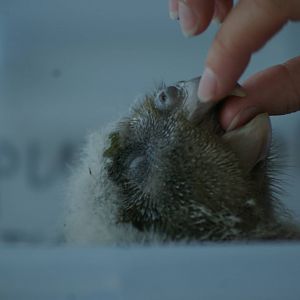 kakapo chick (Strigops habroptilus)