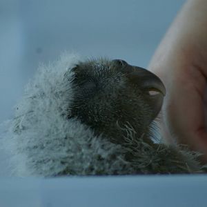 kakapo chick (Strigops habroptilus)