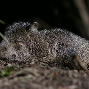 collared peccary (Tayassu tajacu)