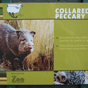 signage for collared peccary