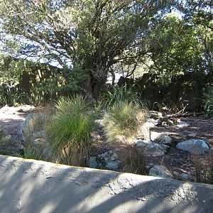 enclosure for collared peccaries (Tayassu tajacu)