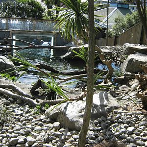 enclosure for small-clawed otters (Aonyx cinerea)