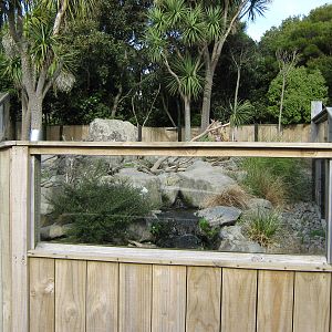 enclosure for small-clawed otters (Aonyx cinerea)