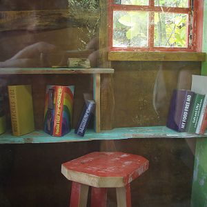 Emporer Tamarin Indoor Exhibit Library, April 2011