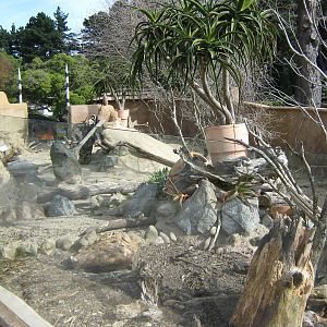 meerkat and crested porcupine enclosure