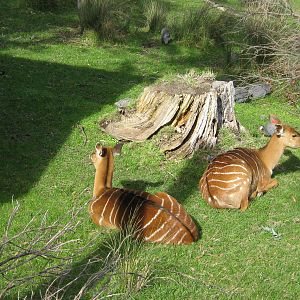 female nyala (Tragelaphus angasii)