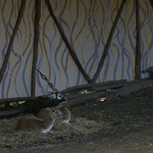 Blackbuck (Antilope cervicapra)