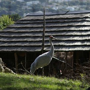 Brolga (Grus rubicunda)