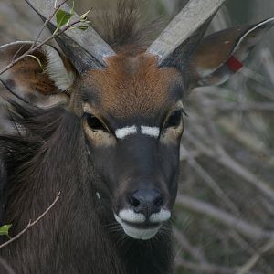 male nyala (Tragelaphus angasii)